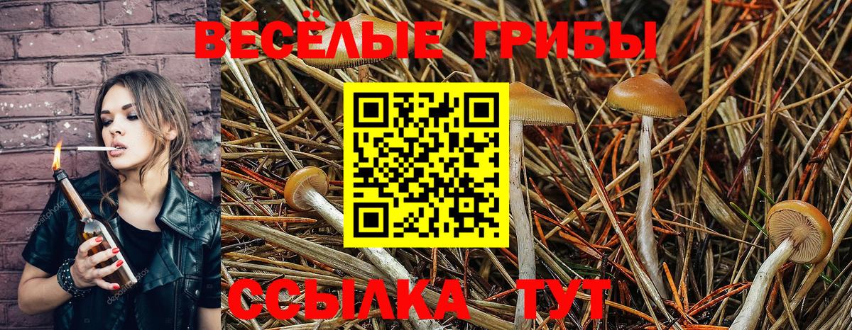 Черкесск  Псилоцибиновые грибы Cubensis  Псилоцибиновые грибы ЛСД  дарнет шоп  Вход с VPN 